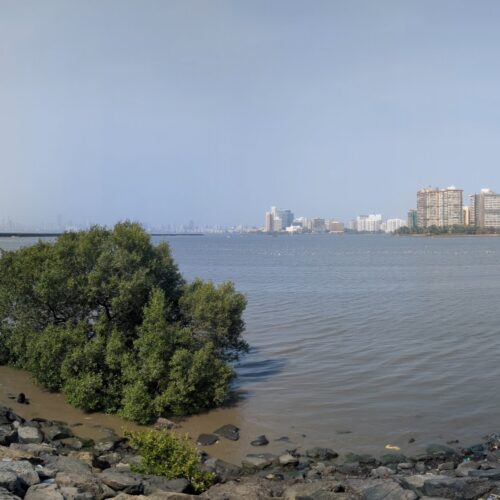 Panoramic view of a bay with some mangroves along a trash-strewn beach in the foreground, and a city skyline on the other side of the water in the background.