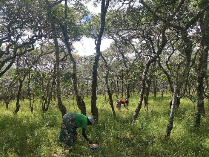 Women picking mushrooms in the Perekezi Forest Reserve