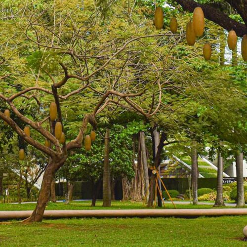 Image of a park with curvy benches and a mix of green tropical trees with lanterns hung among the branches. Skyscrapers are seen in the background through the branches.