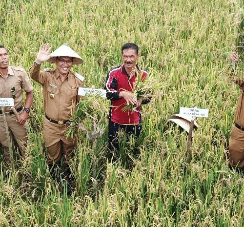 Vice Mayor of Kendari. Sulkarnain (at the center), along with a farmer (in red) and other government representatives, harvest a rice paddy at the Climate Field School laboratory.