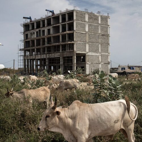 A herd of white cows walks in front of an apartment complex that is under construction.