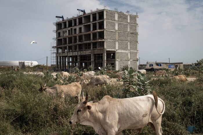 A herd of white cows walks in front of an apartment complex that is under construction.