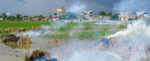 Smoke rises from burning rice plants after they have been harvested.