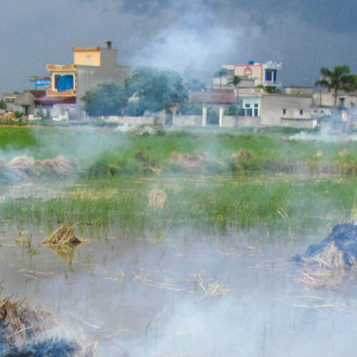 Smoke rises from burning rice plants after they have been harvested.